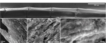למעלה: צילום במיקרוסקופ אלקטרונים סורק של "אצבע" אחת מתוך המניפה המרכיבה את שלד הסנפיר של דג הזברה. למטה: שלבים שונים בהתפתחות העצם. בשלב ההתפתחות המוקדם ביותר (מימין) העצם מורכבת בעיקר מחלקיקים מינרליים אמורפיים דמויי כדור. בשלב הבא (במרכז) ניתן להבחין בחלקיקים עגולים (מסומנים בראשי חץ לבנים), ולצידם גבישים (חיצים שחורים). בשלב הבוגר (משמאל) מורכבת העצם בעיקר מגבישים